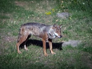 Catturato esemplare di lupo a Noicattaro