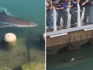 Squalo avvistato in un canale a Busan in Corea del Sud