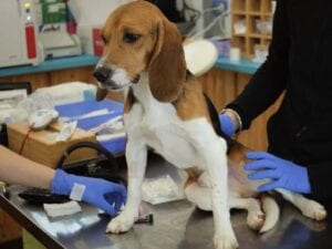 Denunciata multinazionale nell'indagine sui cani usati come cavie