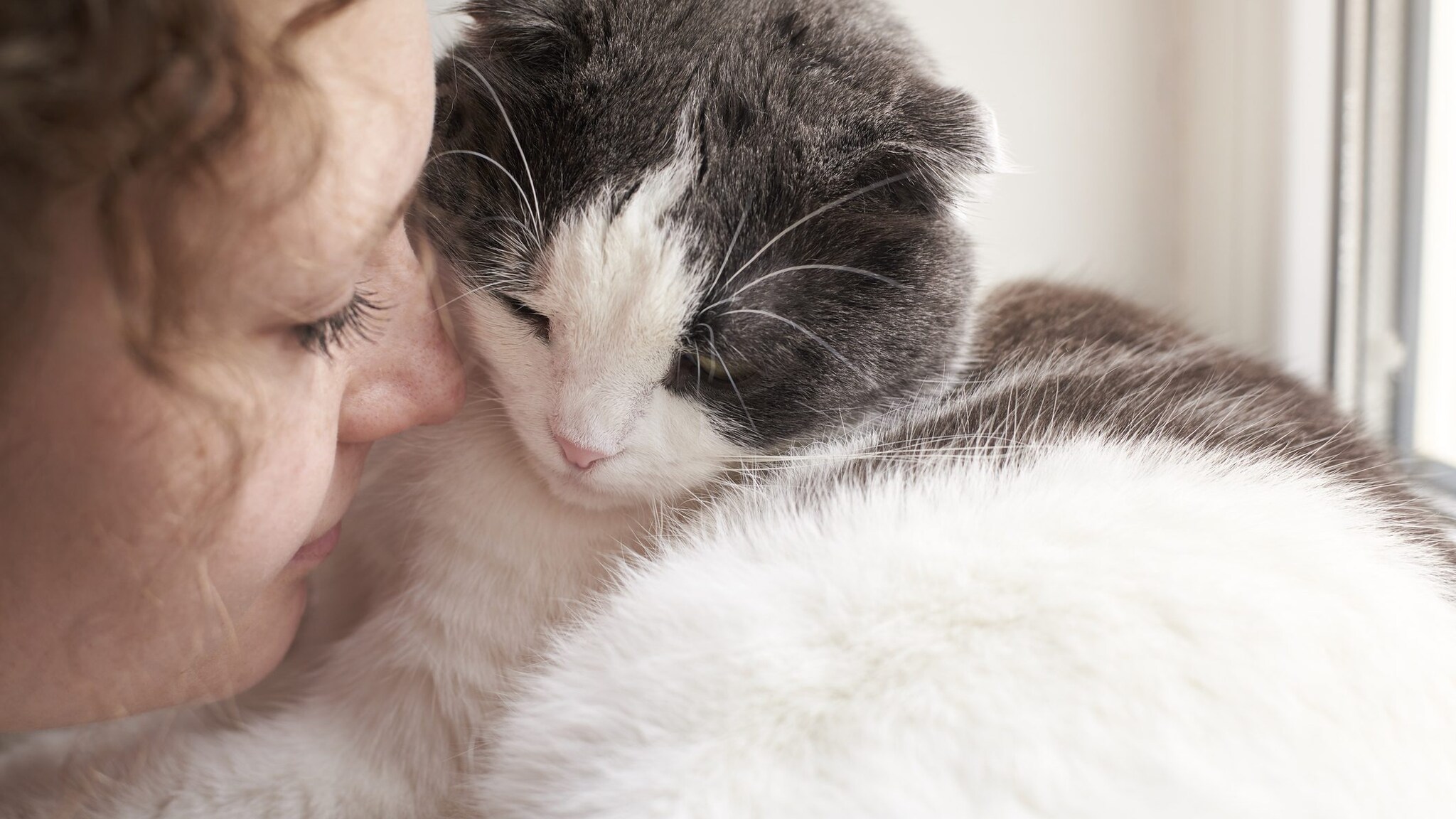 Gatti e umani, questione di chimica: entra in gioco l’ossitocina, l’ormone dell’amore