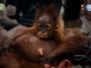 Oranghi salvati dagli incendi e liberati nel Borneo