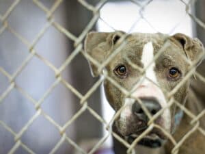 Sequestro di pitbull destinati ai combattimenti illegali