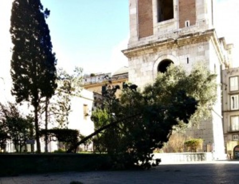 Albero caduto nei giardini della Basilica di Santa Chiara a Napoli