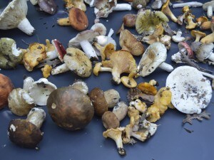 Funghi raccolti a Padula
