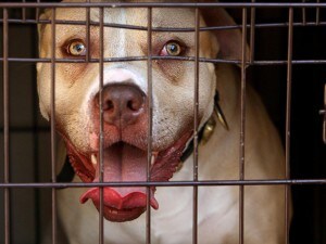 Pitbull