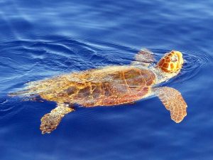 Una tartaruga Caretta Caretta