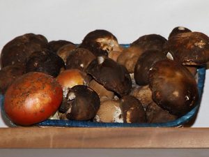Funghi di Cusani Mutri