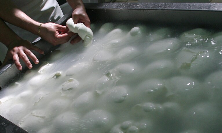 Mozzarella di bufala in preparazione. [Immagine di repertorio]