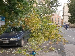 Uno degli alberi crollati al Vomero