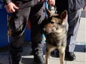 Il cane lupo Frisbee della Polizia Ferroviaria di Napoli