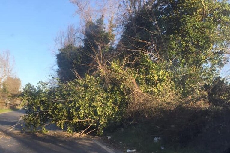 L'albero caduto sullo stradone tra Monteruscello e Quarto [Foto / Gruppo Facebook "Sei di Pozzuoli se..."]