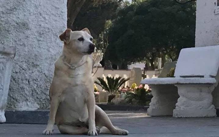 La storia di Nicoletta, il cane che a Ischia veglia da 10 anni la tomba ...