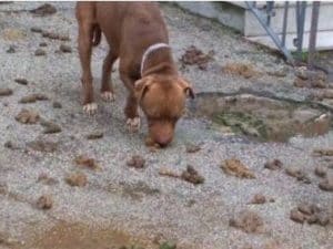 Uno dei due cani salvati dalla polizia municipale di Quarto.