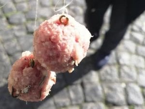 Le polpette avvelenate per uccidere i cani