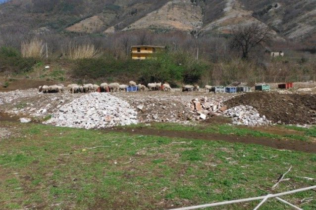 Le pecore a passeggio sul terreno adibito a discarica abusiva di rifiuti.