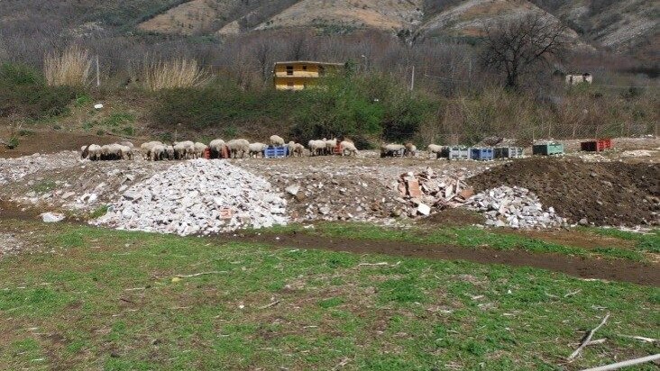 Le pecore a passeggio sul terreno adibito a discarica abusiva di rifiuti.