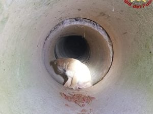 Il cucciolo di Labrador salvato dai Vigili del Fuoco a San Michele di Serino.