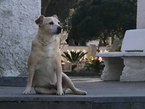 Nicoletta, che da dieci anni vegliava la tomba del suo padrone ad Ischia.
