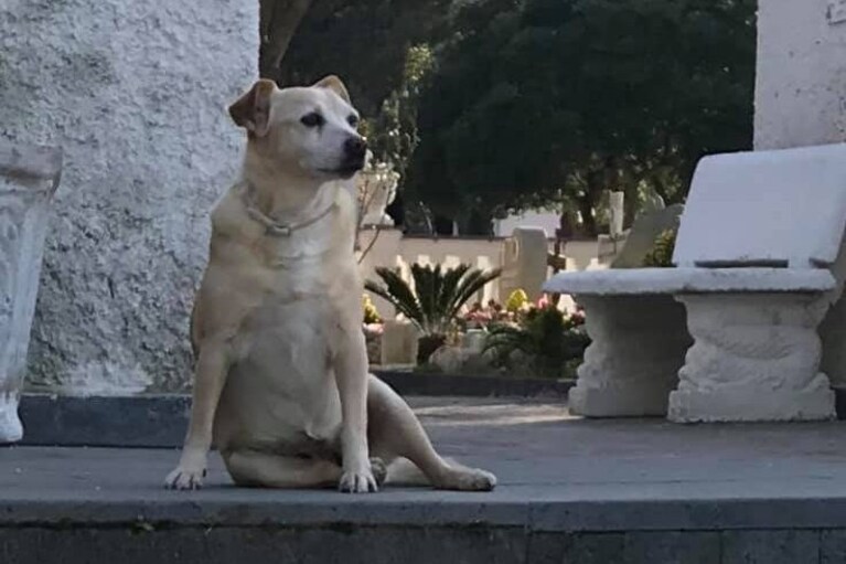 Nicoletta, che da dieci anni vegliava la tomba del suo padrone ad Ischia.