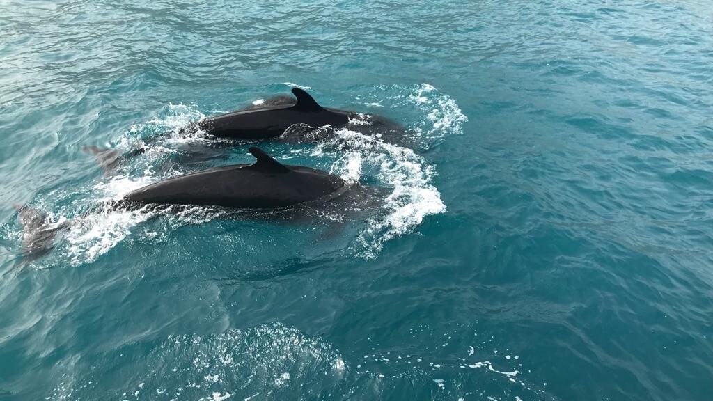 Le pseudorche al largo della costa di Amalfi. [Foto per gentile concessione di Starboard]