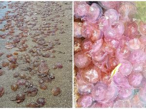 Foto dalla pagina Facebook "CSI Gaiola Onlus"