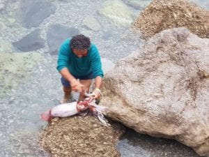 Il totano di 8 chili pescato ad Amalfi (Foto: Peppe Ingenito)