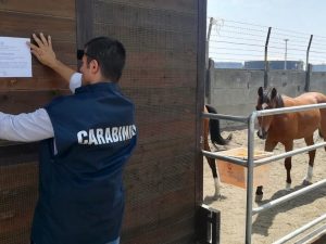 Box abusivi utilizzati come scuderie per i cavalli: in foto, i carabinieri mentre pongono i sigilli di sequestro alla struttura.