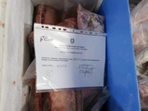 Il pesce sequestrato dalla Guardia Costiera di Ischia.