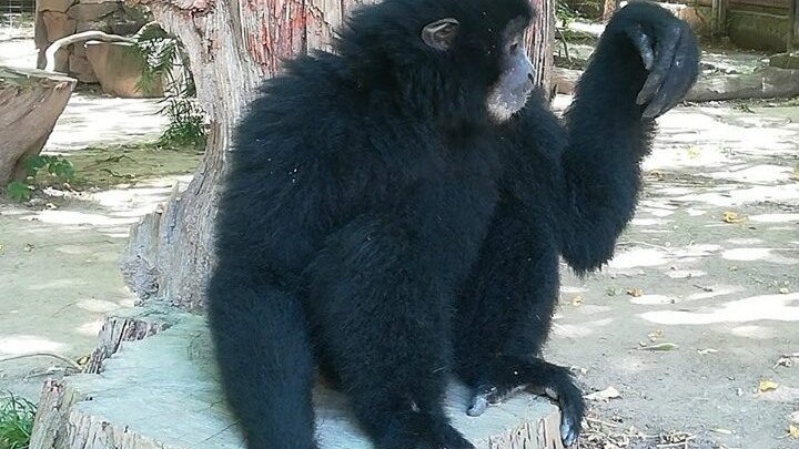 Santiago Gennarino, l'esemplare dello zoo di Napoli che oggi compie due anni.
