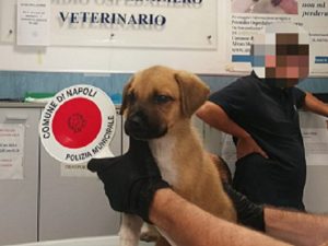 Il cucciolo salvato dalla polizia