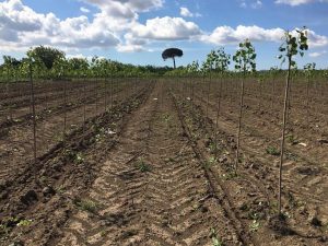 L’ex campo rom di Giugliano