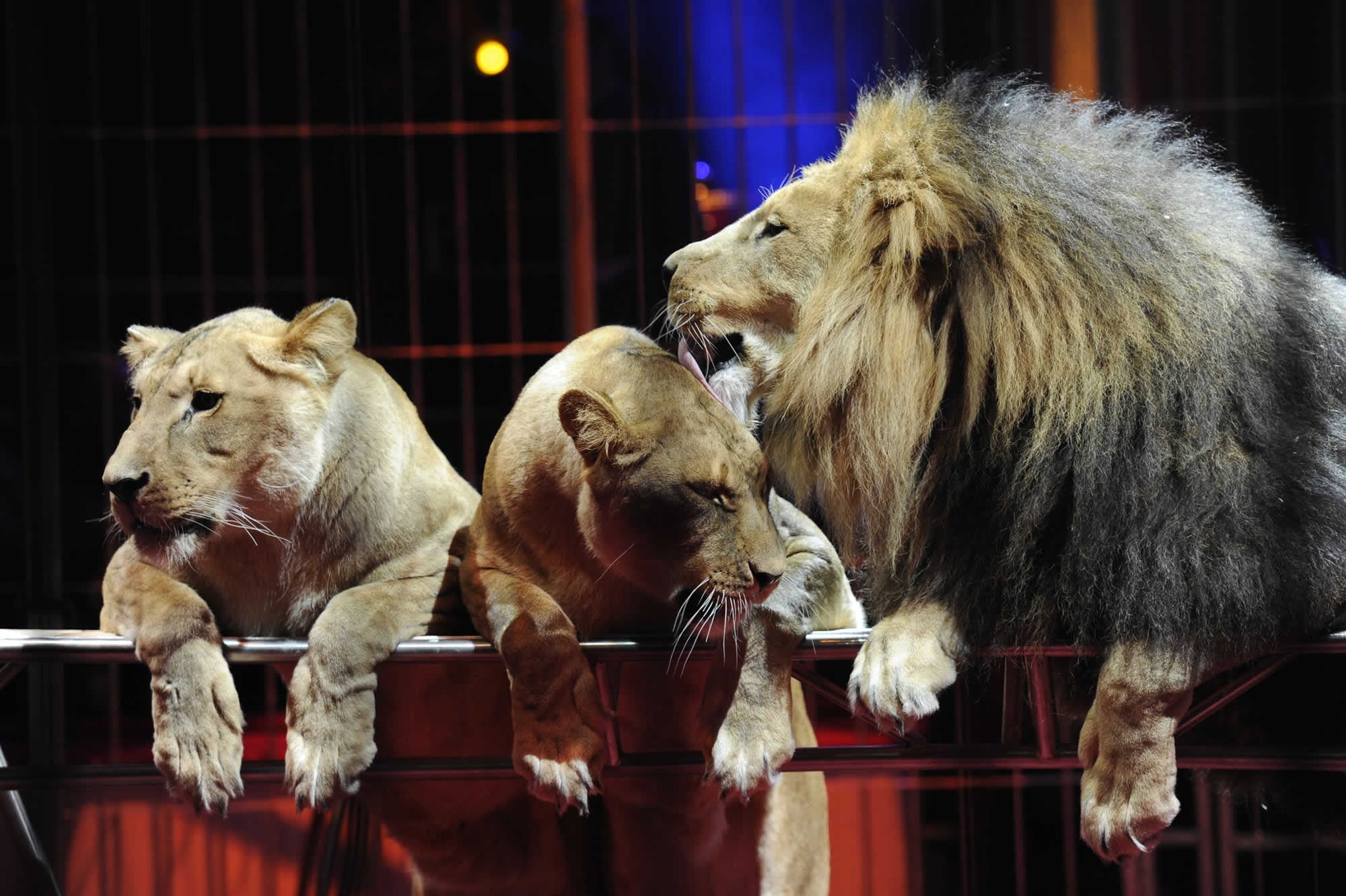 A Bacoli vietato il circo con animali: "In gabbia e malnutriti. Brutto  spettacolo per i bimbi"