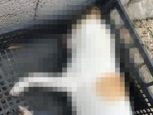Il cane ritrovato morto ad Agropoli