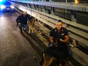 I cani salvati dagli agenti della Questura di Napoli sulla Perimetrale di Scampia.