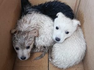 I cagnolini salvati da un netturbino a Benevento.