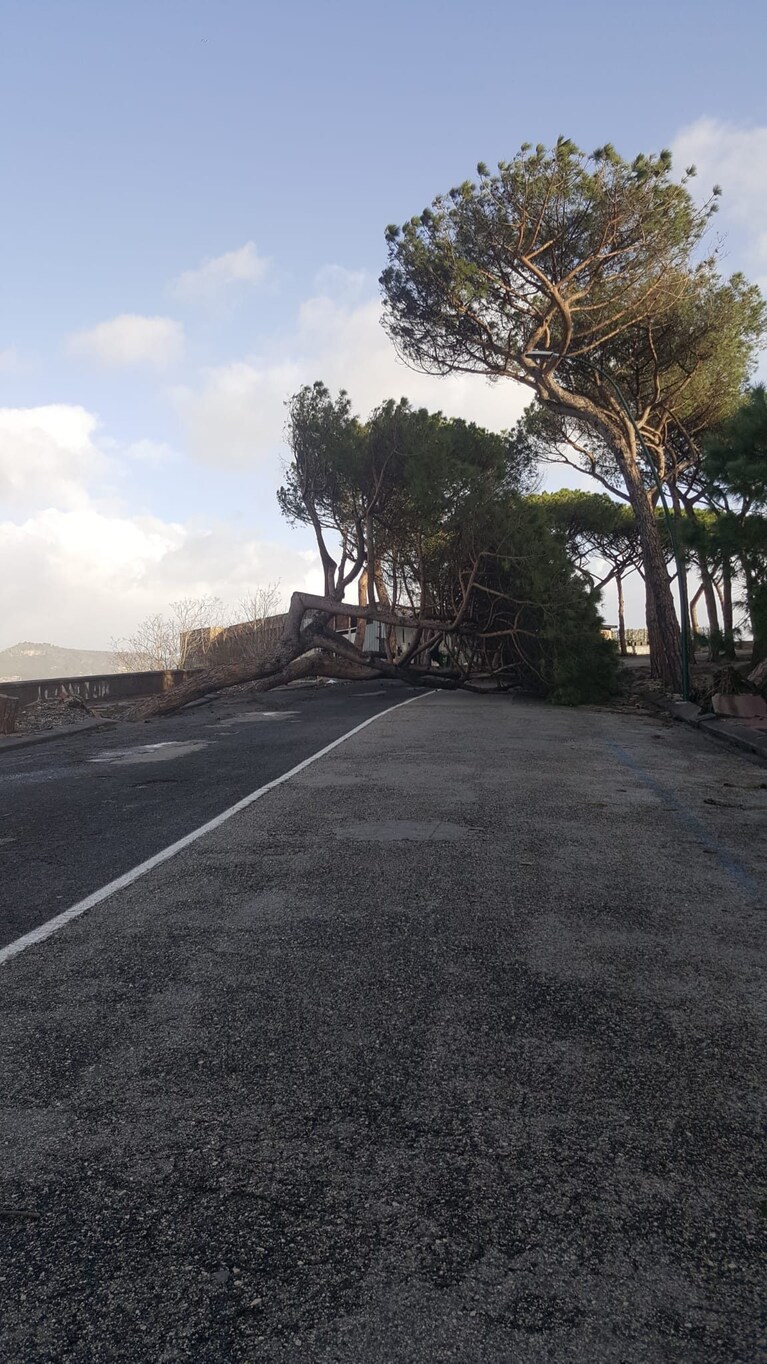 Alberti caduti su via Manzoni, lungo la strada che porta al Virgiliano.