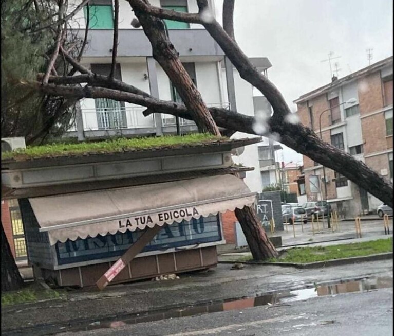 Un altro albero caduto al Rione Traiano.