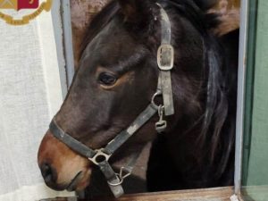 Il cavallo salvato dalla Polizia.