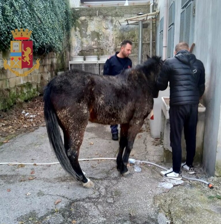 Il cavallo recuperato dagli agenti di Polizia.