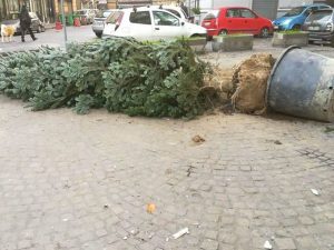 L’albero dopo il tentato furto del 17 dicembre