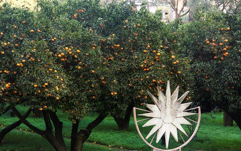 Alberi di mandarini ai Campi Flegrei.
