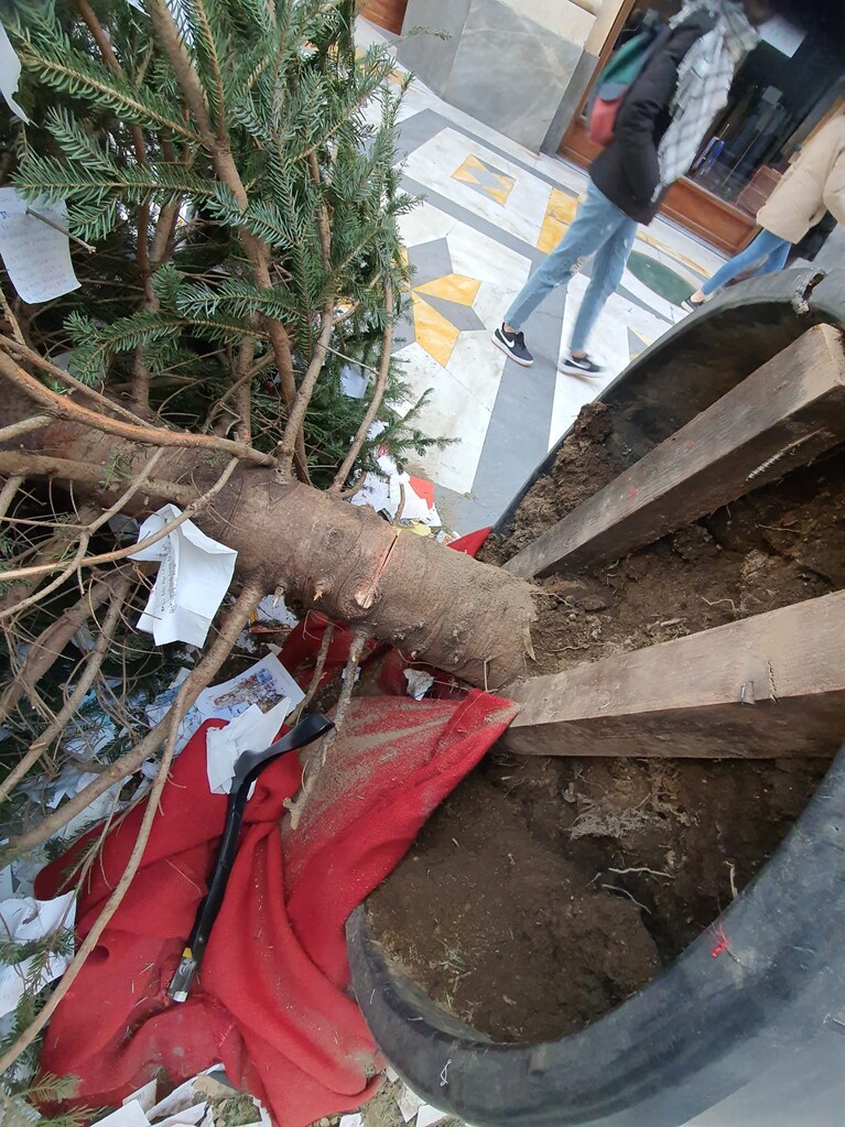 I segni del taglio alla base dell'albero. [Foto / Fanpage.it]