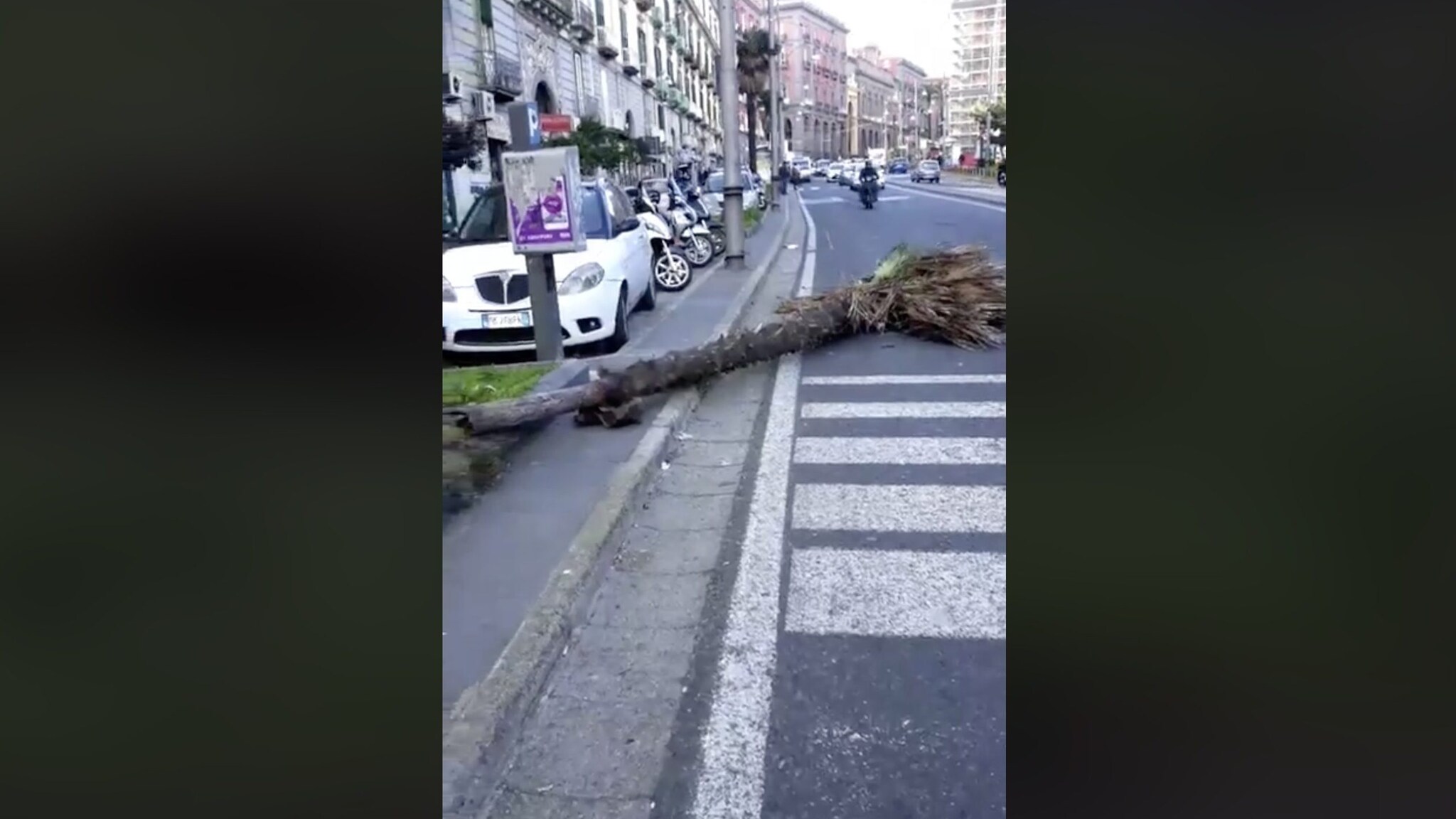 L'albero caduto su via Foria.