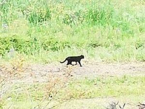 L’animale avvistato a Torrecuso (Benevento)