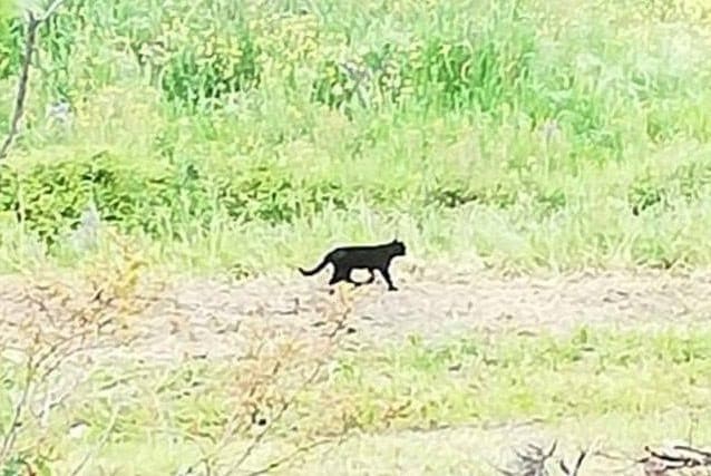L’animale avvistato a Torrecuso (Benevento)