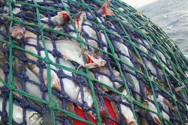 Non rispettare le regole significa condannare molte specie di pesci dei nostri mari