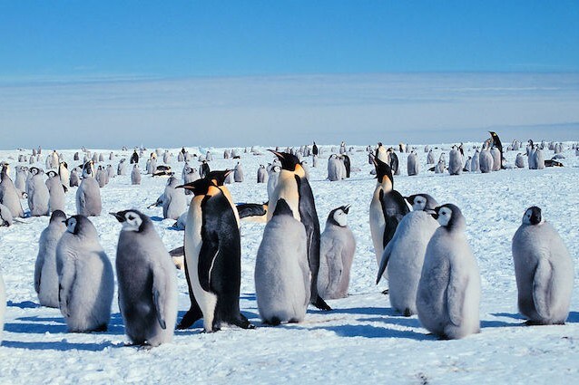Come Fanno I Pinguini A Resistere Al Freddo