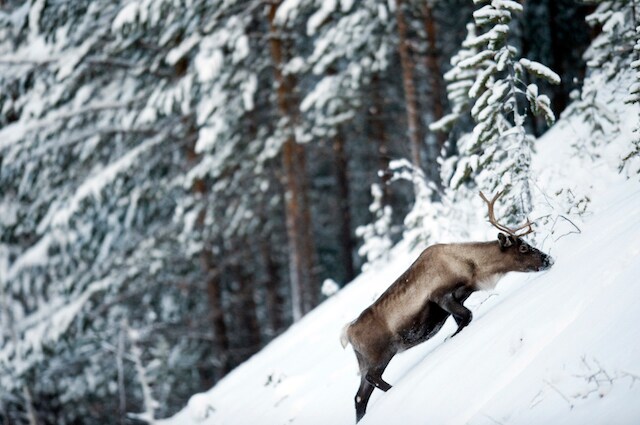 Da Babbo Natale alla polizia le renne sono un valido aiuto per tutti