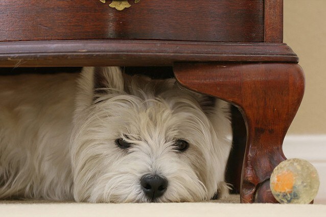 Una tana sicura aiuta il nostro cane a calmarsi