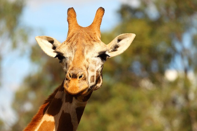 Due sottospecie di giraffe su nove sono oggi a rischio estinzione